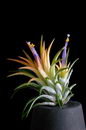 blushing brideوSky Plant, Violet-flowered
